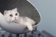 娱乐吃瓜酱改造猫窝,萌宠新居，趣味升级！